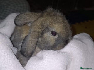 Mini Lop rabbits Mini Lops - Advert 1