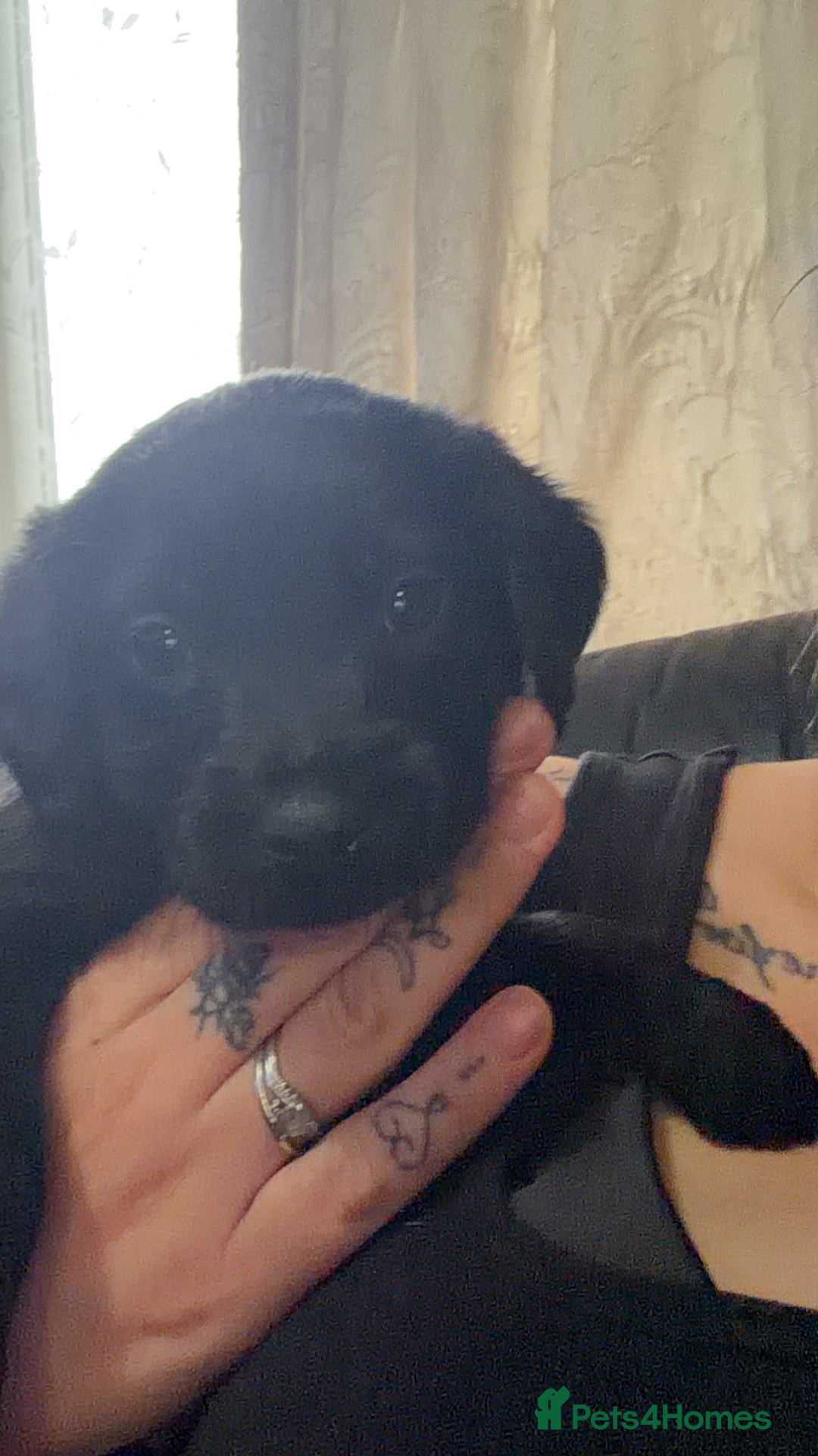 Mixed Breed dogs for sale: Labrador X Yorkshire terrier  - Image 4