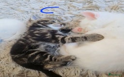 British Shorthair cats for sale: Beautiful British Shorthair Cross Kittens - Image 7