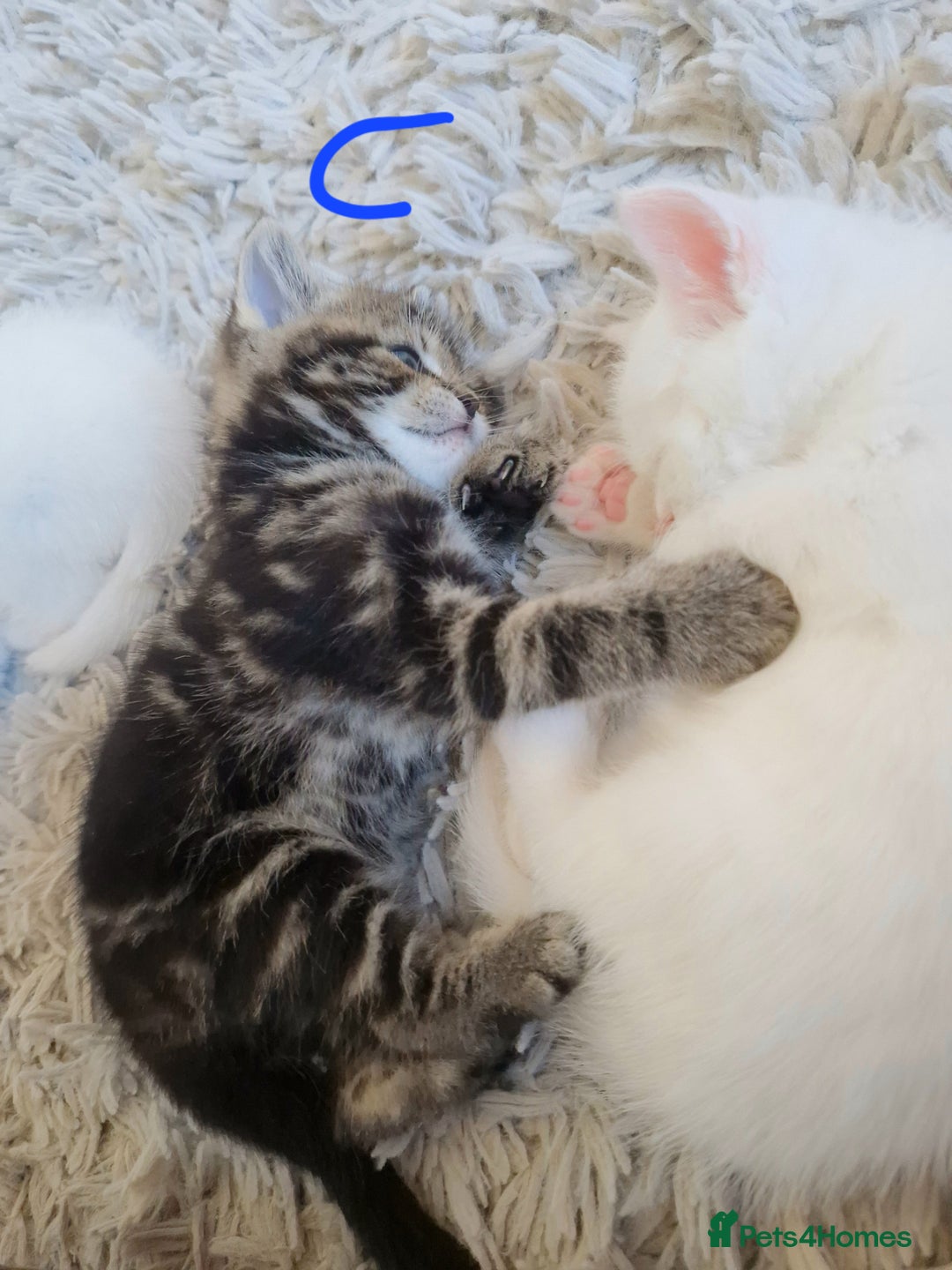 British Shorthair cats for sale: Beautiful British Shorthair Cross Kittens - Image 7