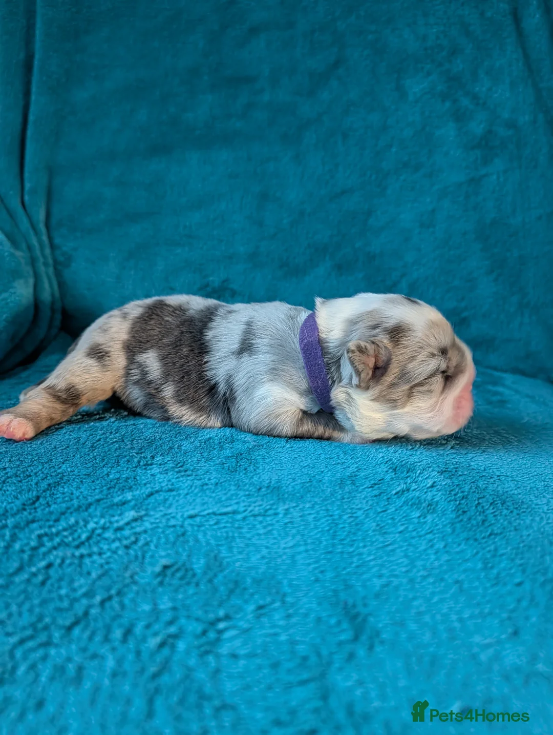 Olde English Bulldogge dogs for sale: Quality Chunky Olde English bulldogge puppies - Advert 37