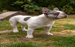 French Bulldog dogs for stud: Jasper available for stud - Advert 5