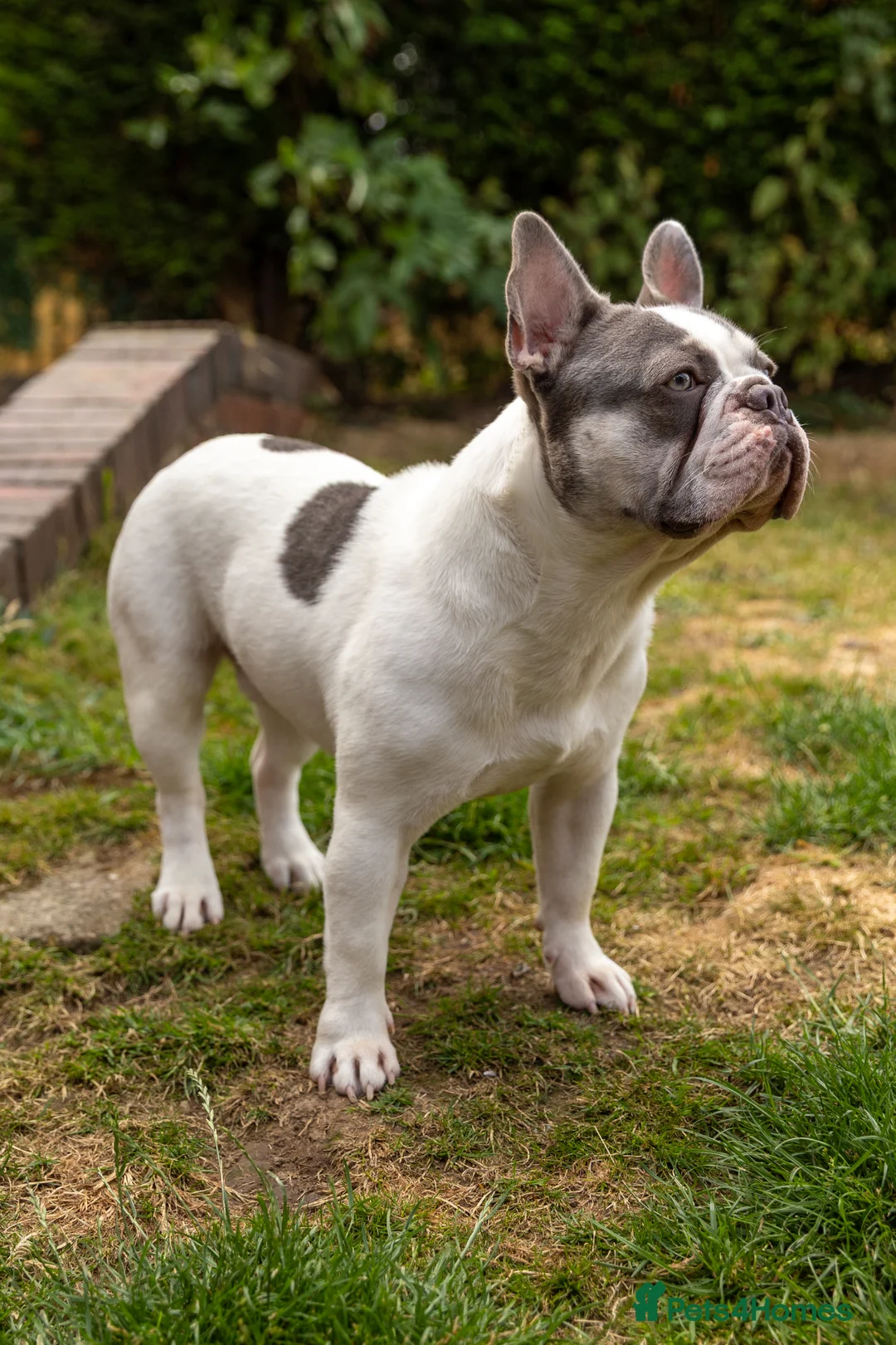 French Bulldog dogs for stud: Jasper available for stud - Advert 5