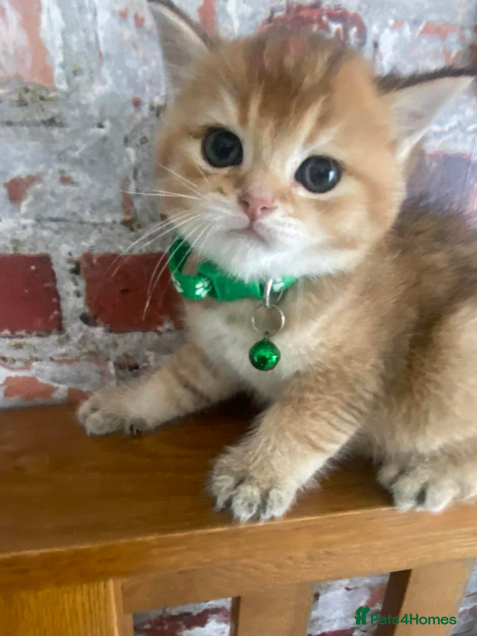 British Shorthair cats British shorthair kittens  - Advert 3