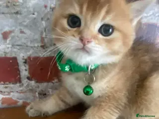 British Shorthair cats British shorthair kittens - Advert 3