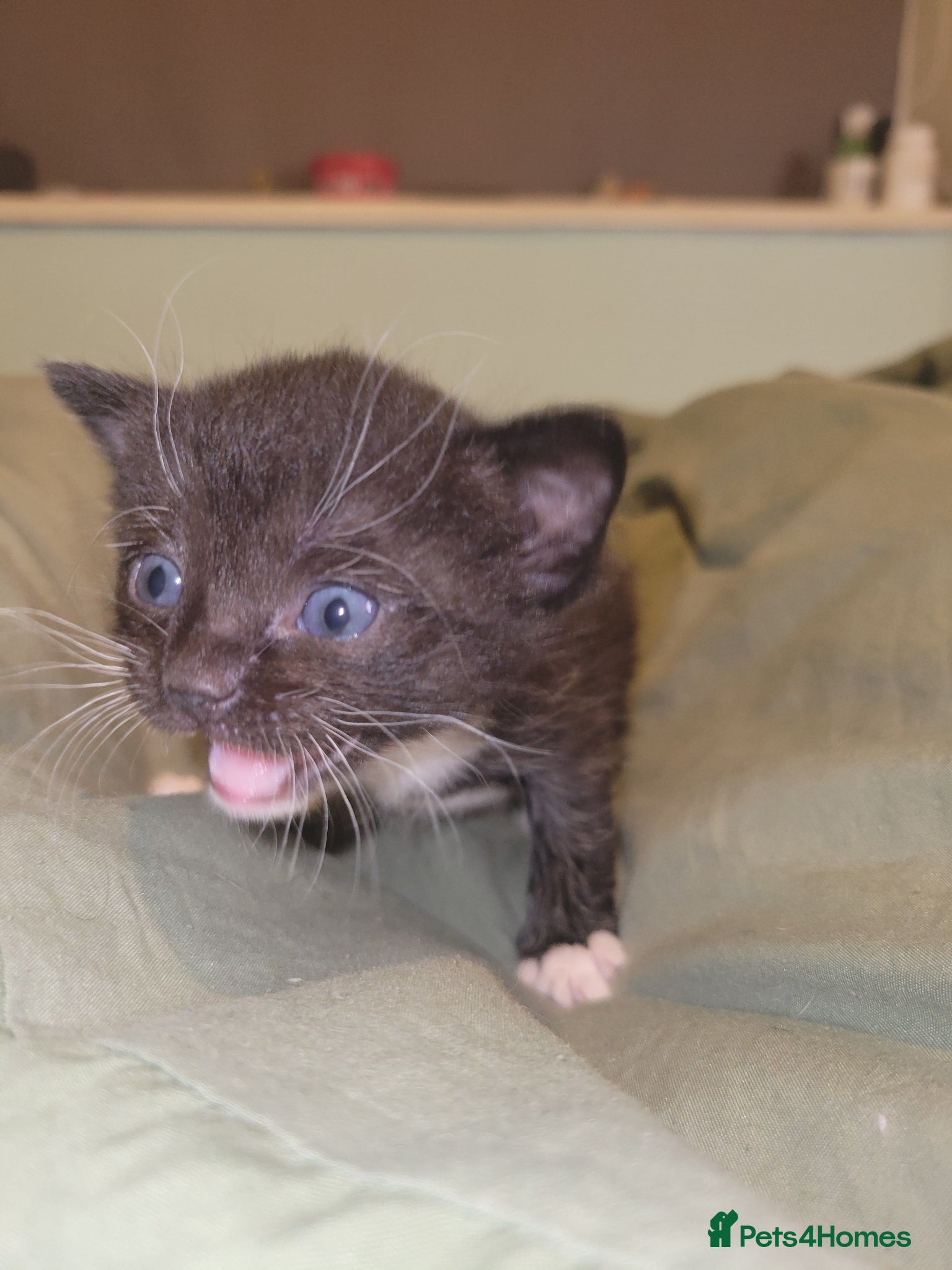 Mixed Breed cats Mixed ragdoll kittens - Advert 7