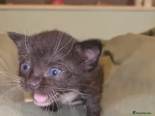 Mixed Breed cats Mixed ragdoll kittens - Advert 7