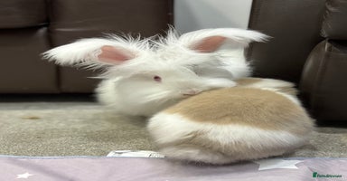 Angora rabbits - Advert 3