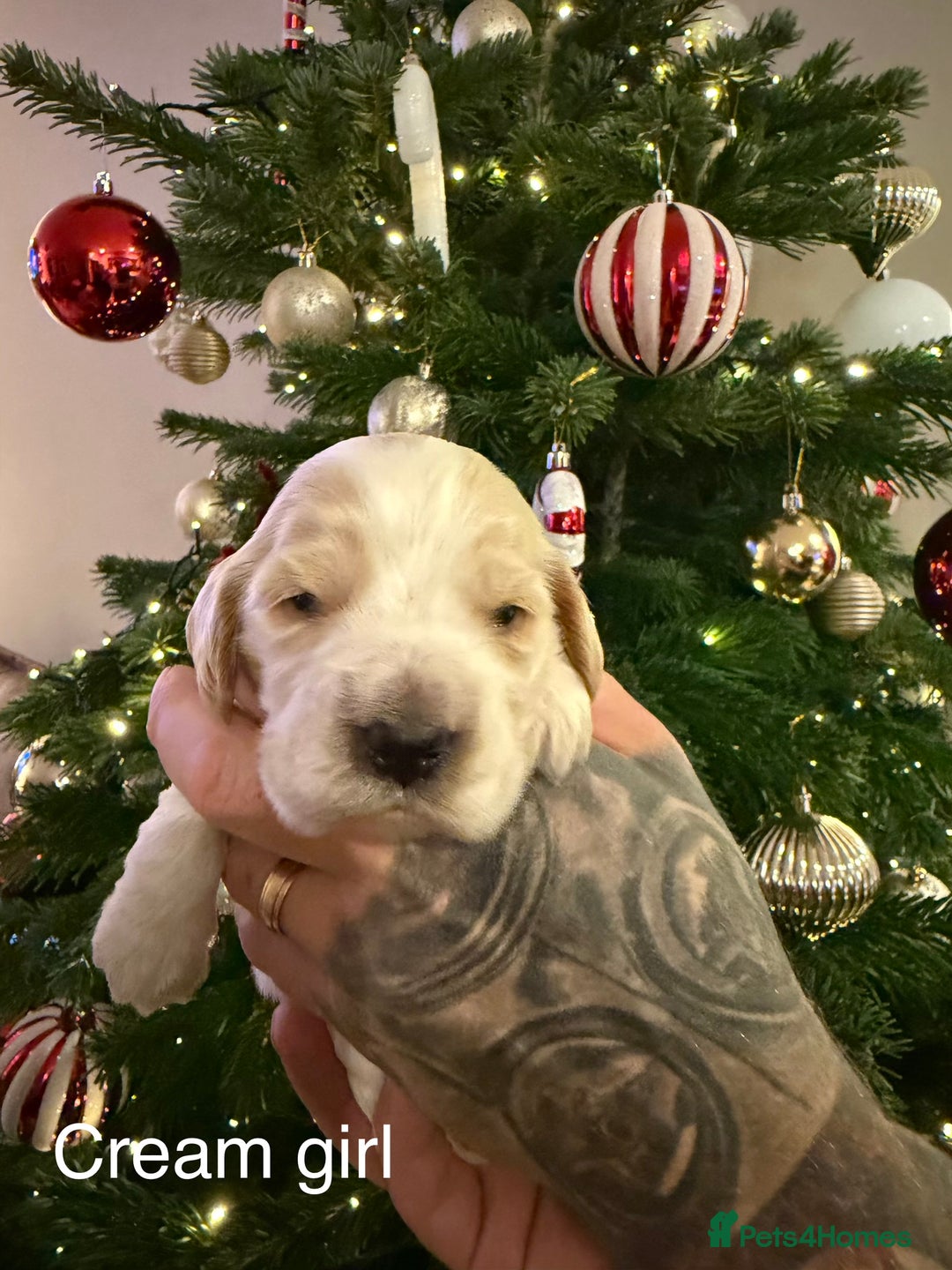 Cocker Spaniel dogs for sale: KC registered show type cocker spaniel  - Advert 10