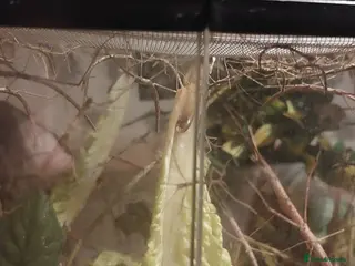 Stick Insects invertebrates Indian budwing Stick insect nymphs. - Advert 2