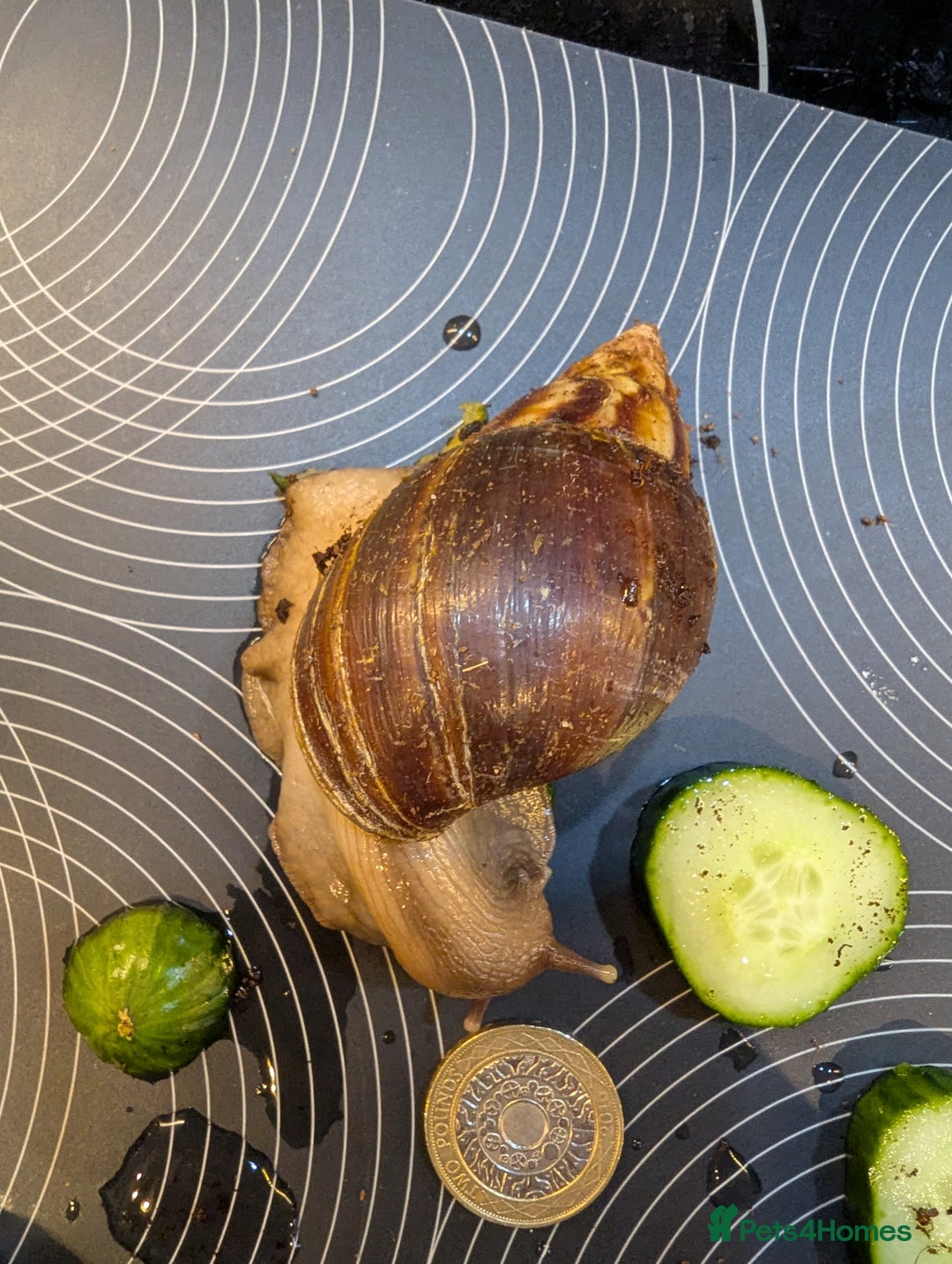 Snails invertebrates for sale: Giant African land snails  - Advert 5