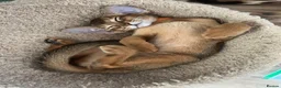 Abyssinian cats for sale: Adorable Abyssinian kittens - Advert 16