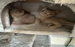 British Shorthair cats for sale: 🐾 Adorable British Shorthair Blue Kittens 🐾 - Image 7