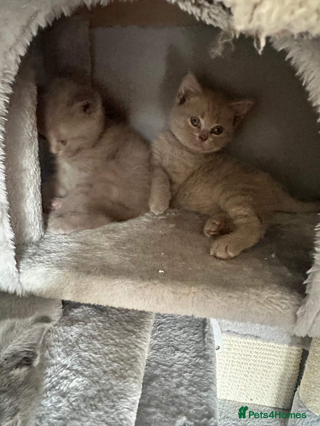 British Shorthair cats for sale: 🐾 Adorable British Shorthair Blue Kittens 🐾 - Image 7