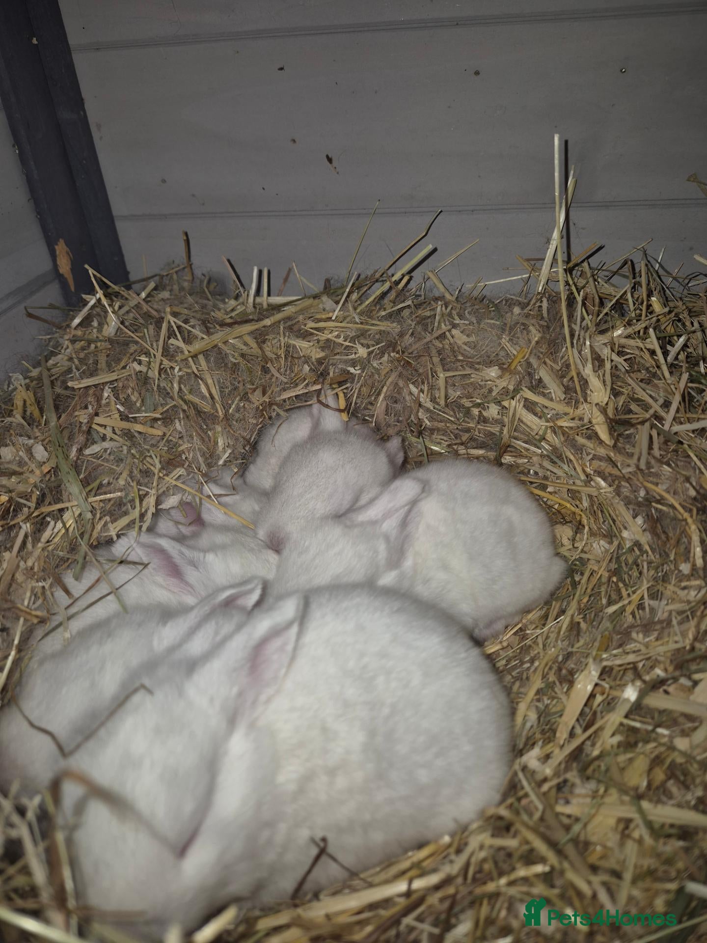 New Zealand rabbits RABBITS & QUALITY BREEDING STOCK  - Advert 17