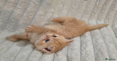 British Shorthair cats - Advert 9