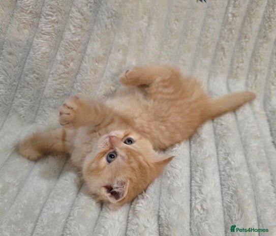 British Shorthair cats - Advert 5