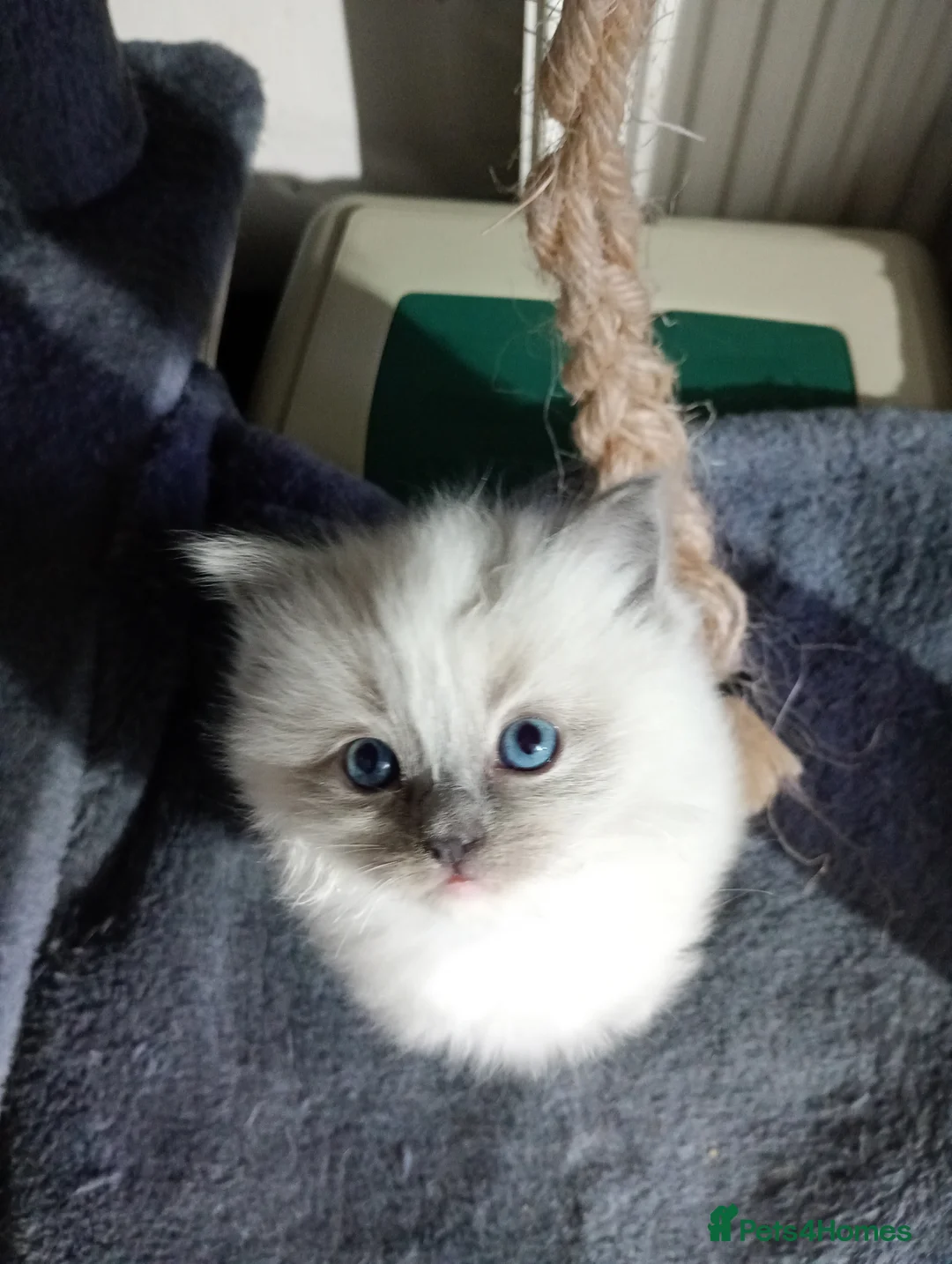 Ragdoll cats for sale: Beautiful pedigree female Ragdoll kitten  - Advert 17