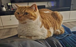 British Shorthair cats for sale: ginger female British short hair ❤️❤️ - Image 10