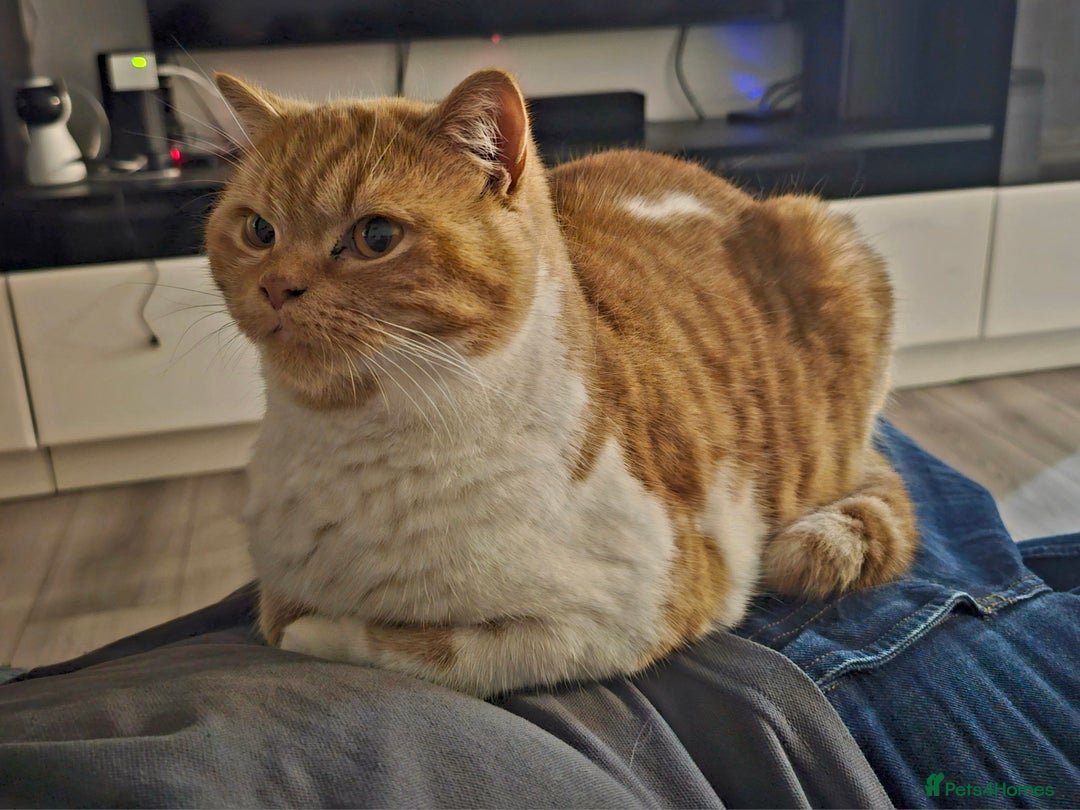 British Shorthair cats for sale: ginger female British short hair ❤️❤️ - Image 10