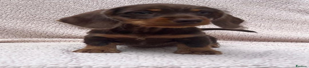 Miniature Dachshund Puppy 3