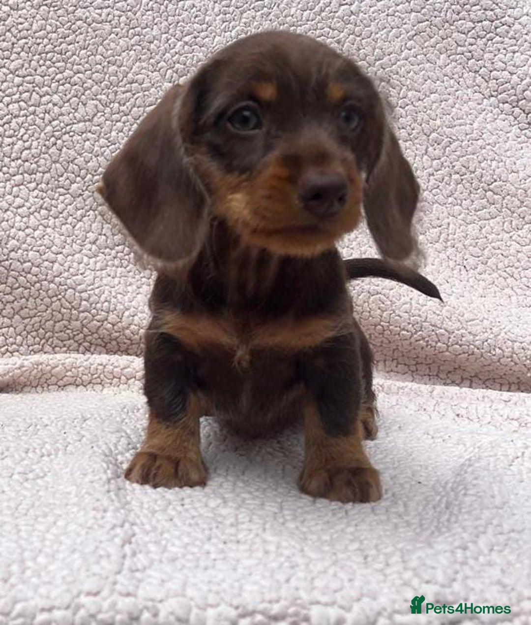 Miniature Dachshund dogs for sale: Stunning mini Daxies, KC reg PRA clear - Image 16