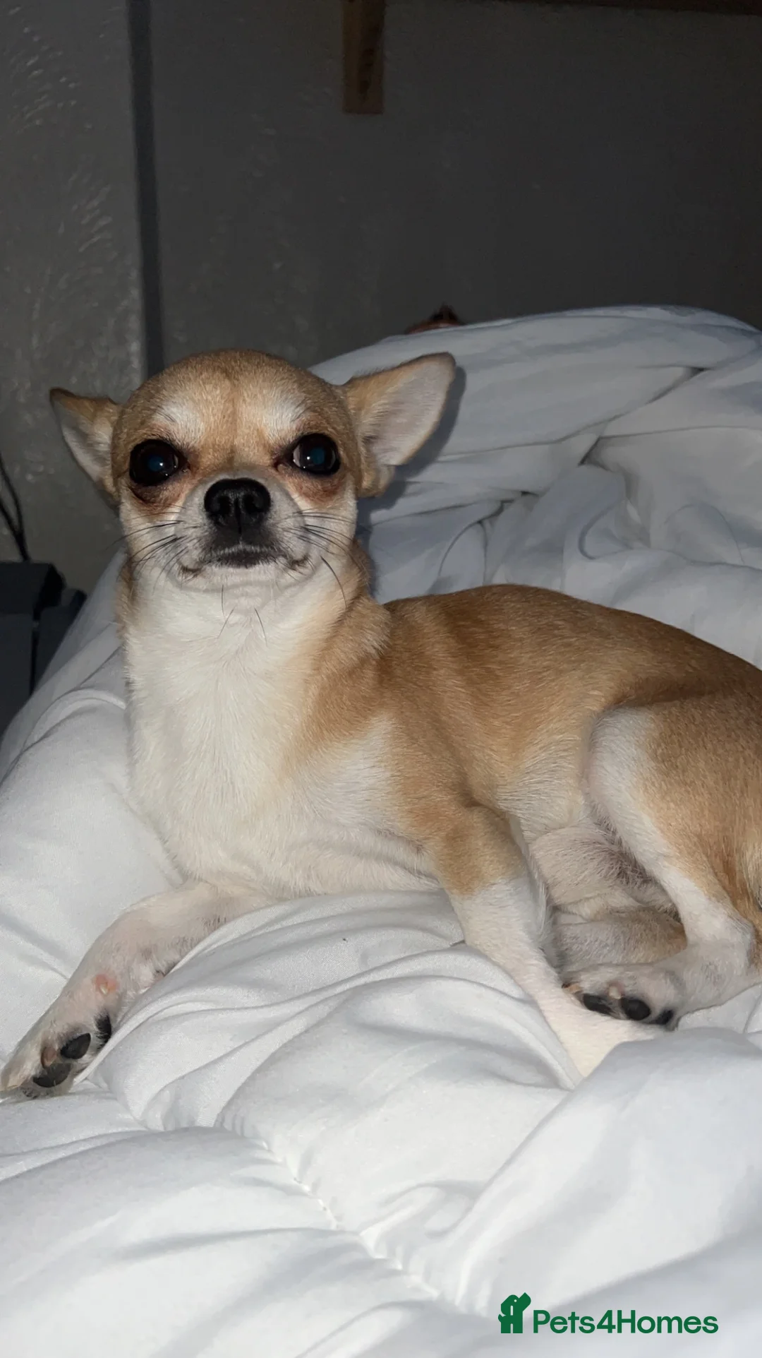 Chihuahua dogs for stud: Chihuahua dog for stud in Frome - Advert 2