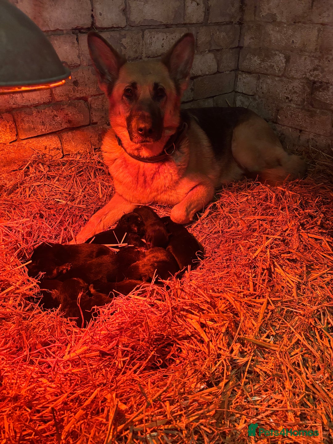 German Shepherd dogs for sale: Farm Bred German Shepard Puppies For Sale - Advert 4