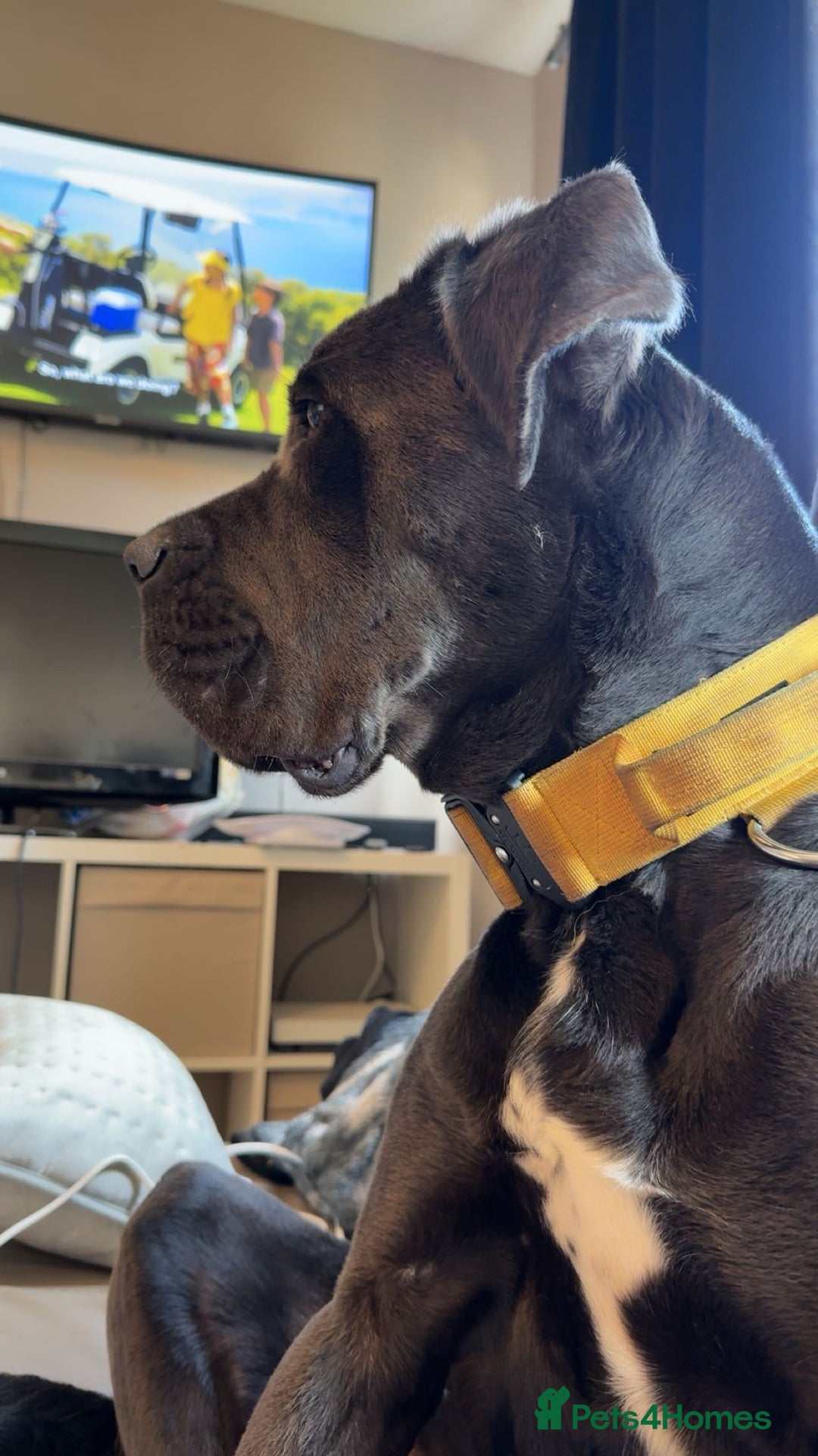Mixed Breed dogs for sale: Cane Corso x Belgian Malinois - Image 5