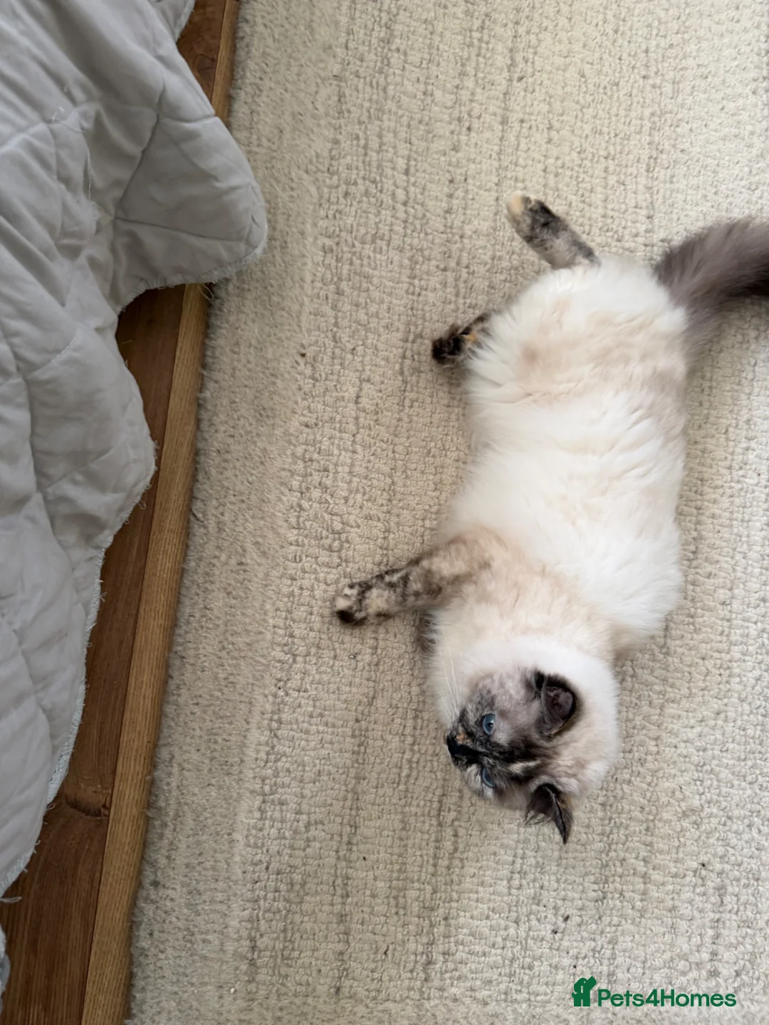 Ragdoll cats for sale: Torti ragdoll  - Advert 2