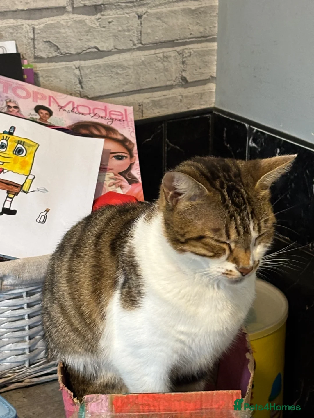 Mixed Breed cats for sale: Tabby x  in Norwich - Advert 2