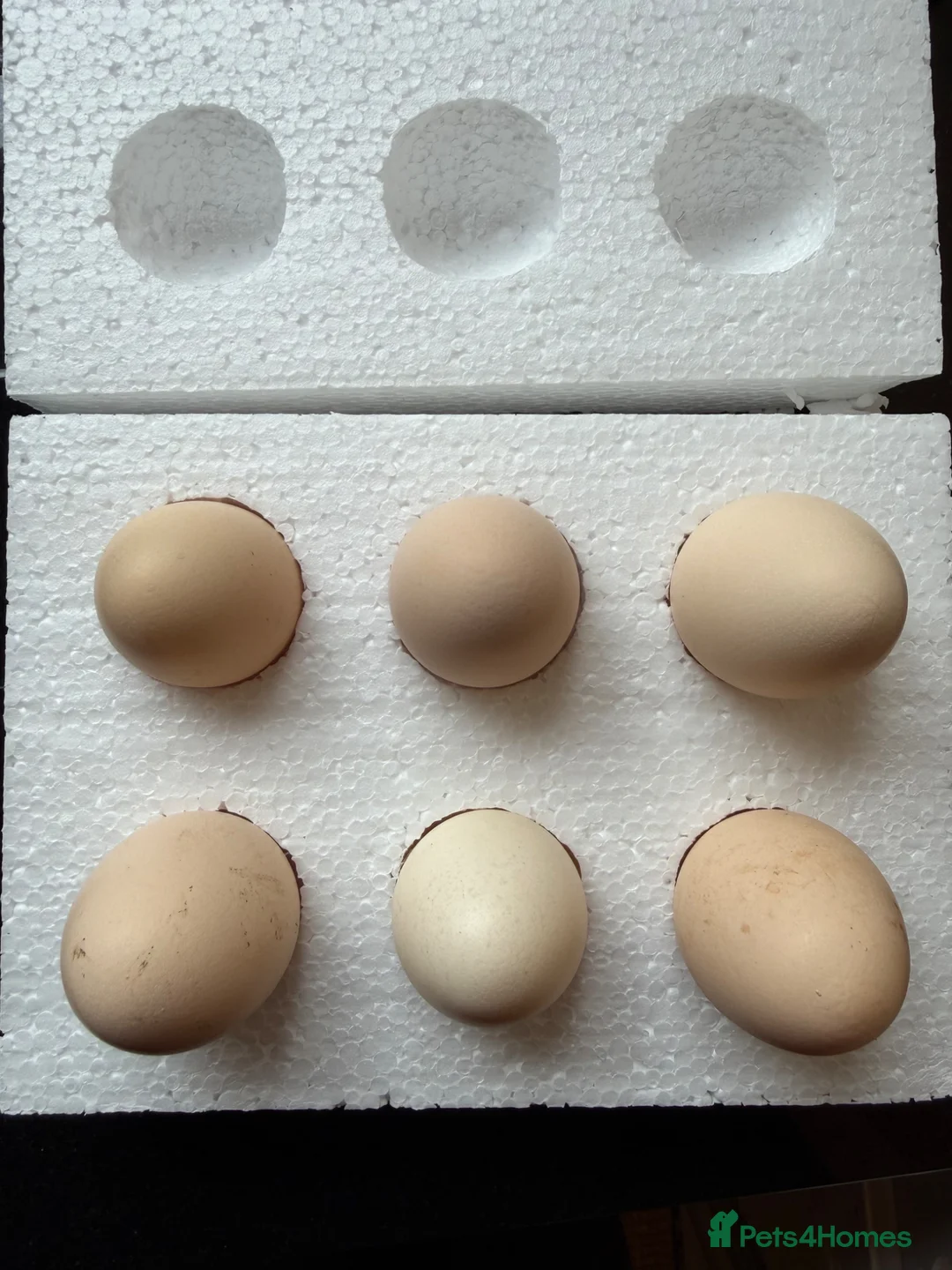 Hens poultry for sale: Light Sussex Hatching Eggs x6 - Advert 2