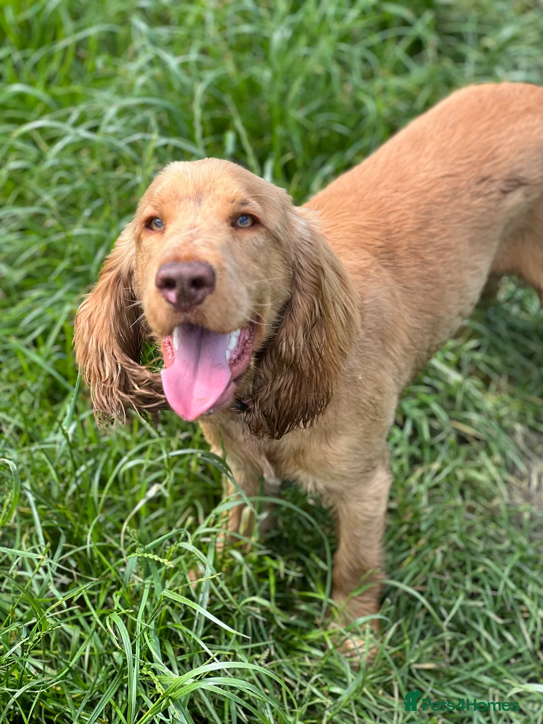 Cocker Spaniel dogs for stud: Show Type Cocker Spaniel For Stud  in Barnsley - Advert 7