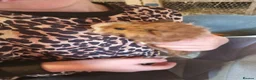 Guinea Pig rodents for sale: Baby guinea pig boys  - Advert 4
