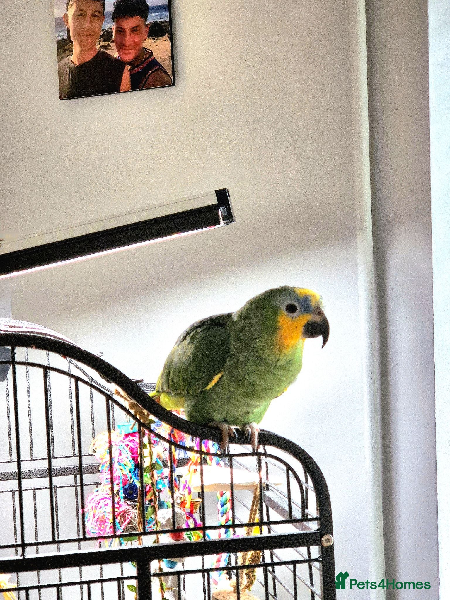 Parrots birds Kiki is a 9 month old Orange-winged Amazon Parrot  - Advert 10
