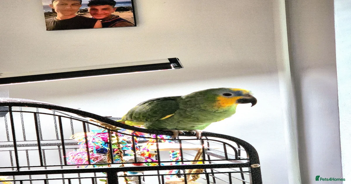 Kiki is a 9 month old Orange-winged Amazon Parrot for sale in