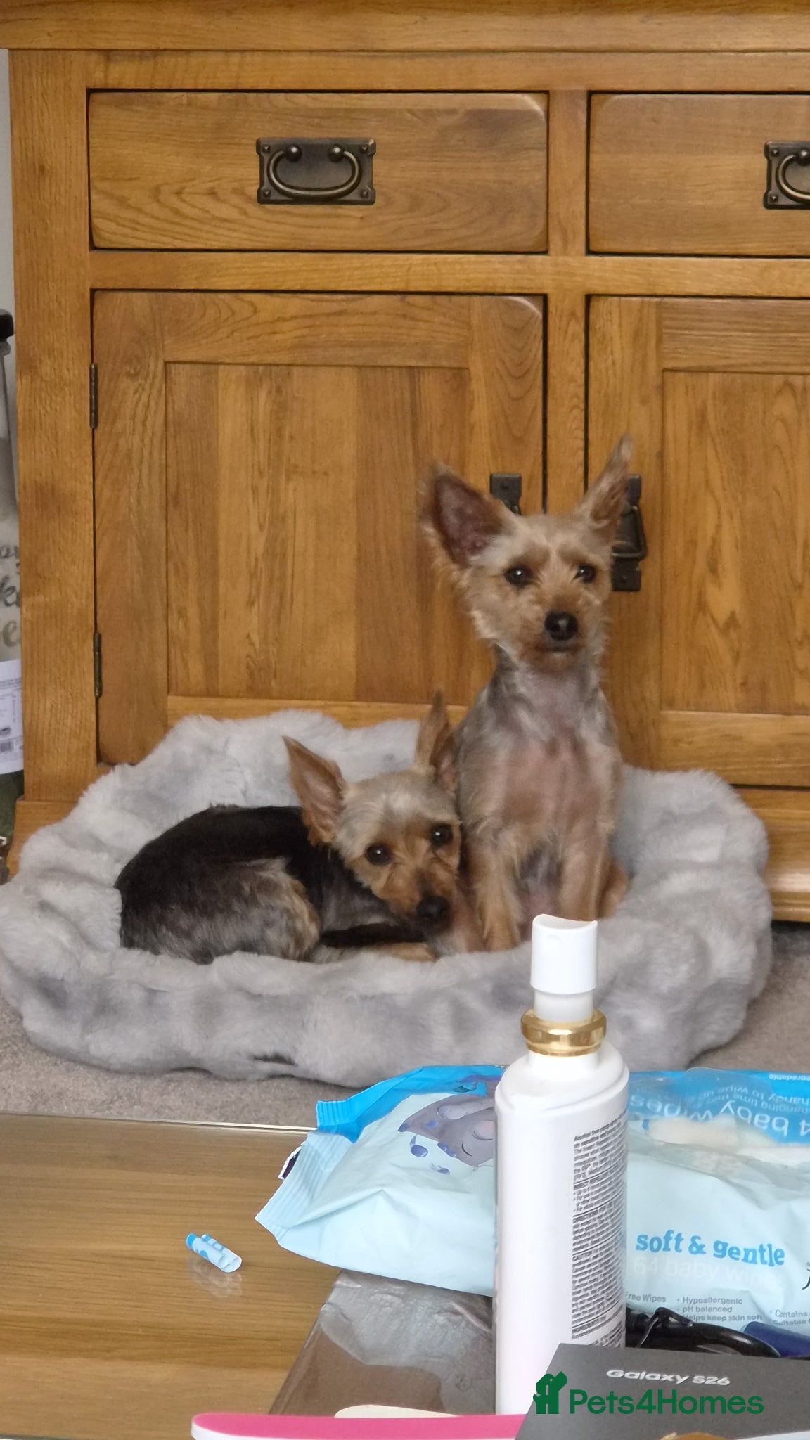 Yorkshire Terrier dogs for sale: Yorkshire terrier  - Advert 2