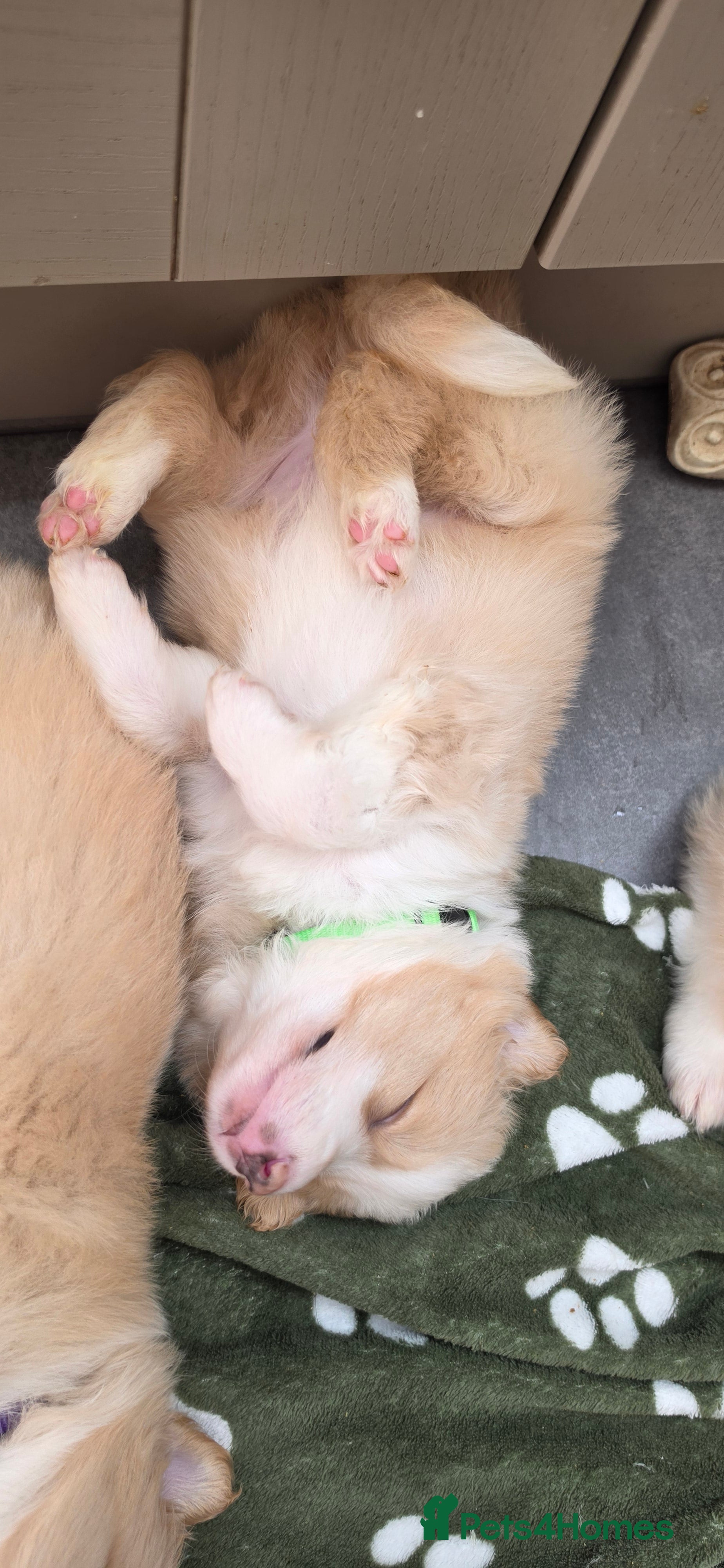 Border Collie dogs Beautiful EE-Red/Golden Long Haired Border Collies - Advert 2