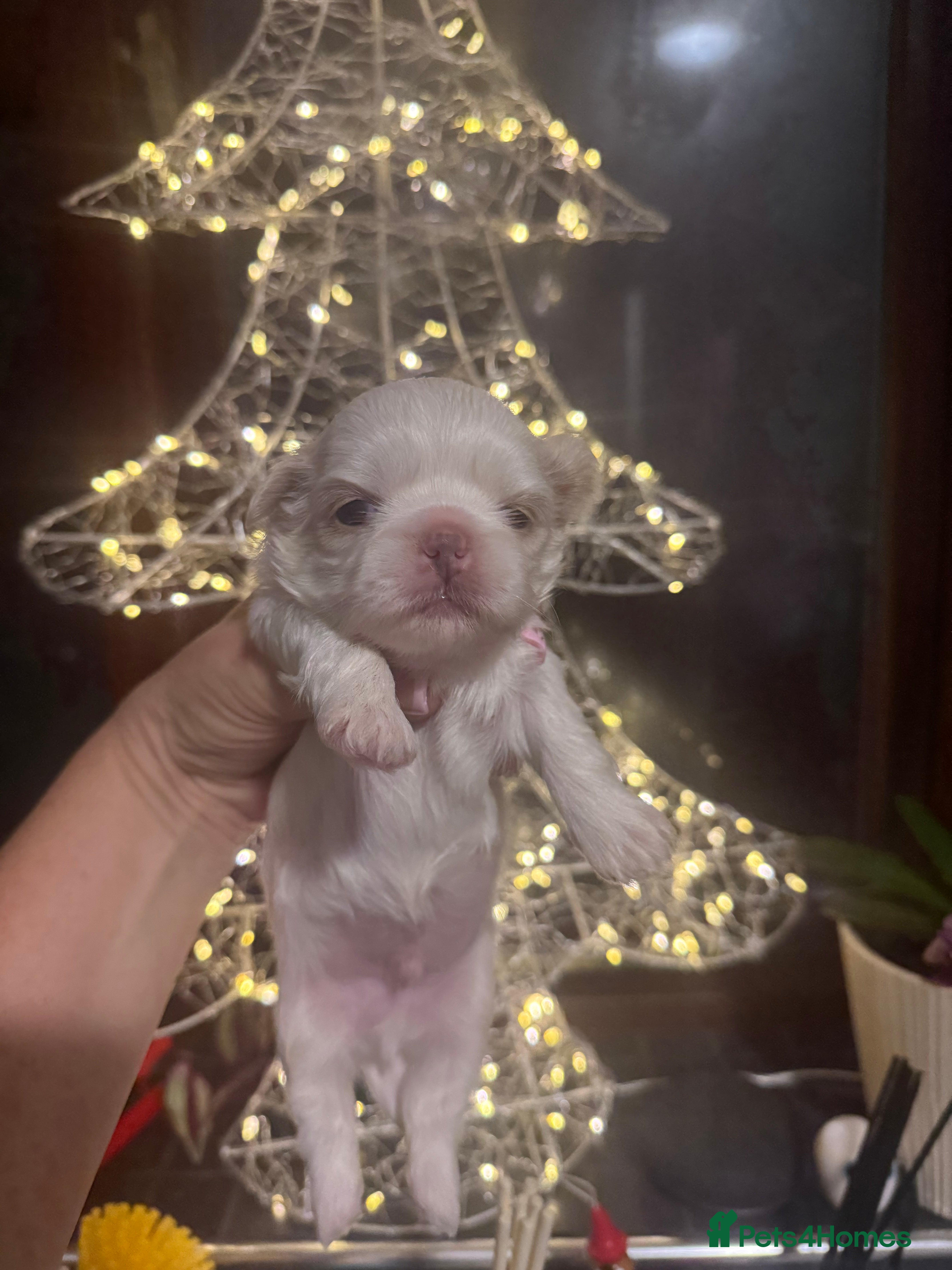 Shih Tzu dogs Imperial Shih-Tzu Puppies - Advert 10