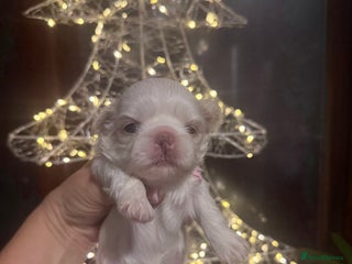 Shih Tzu dogs Imperial Shih-Tzu Puppies - Advert 10