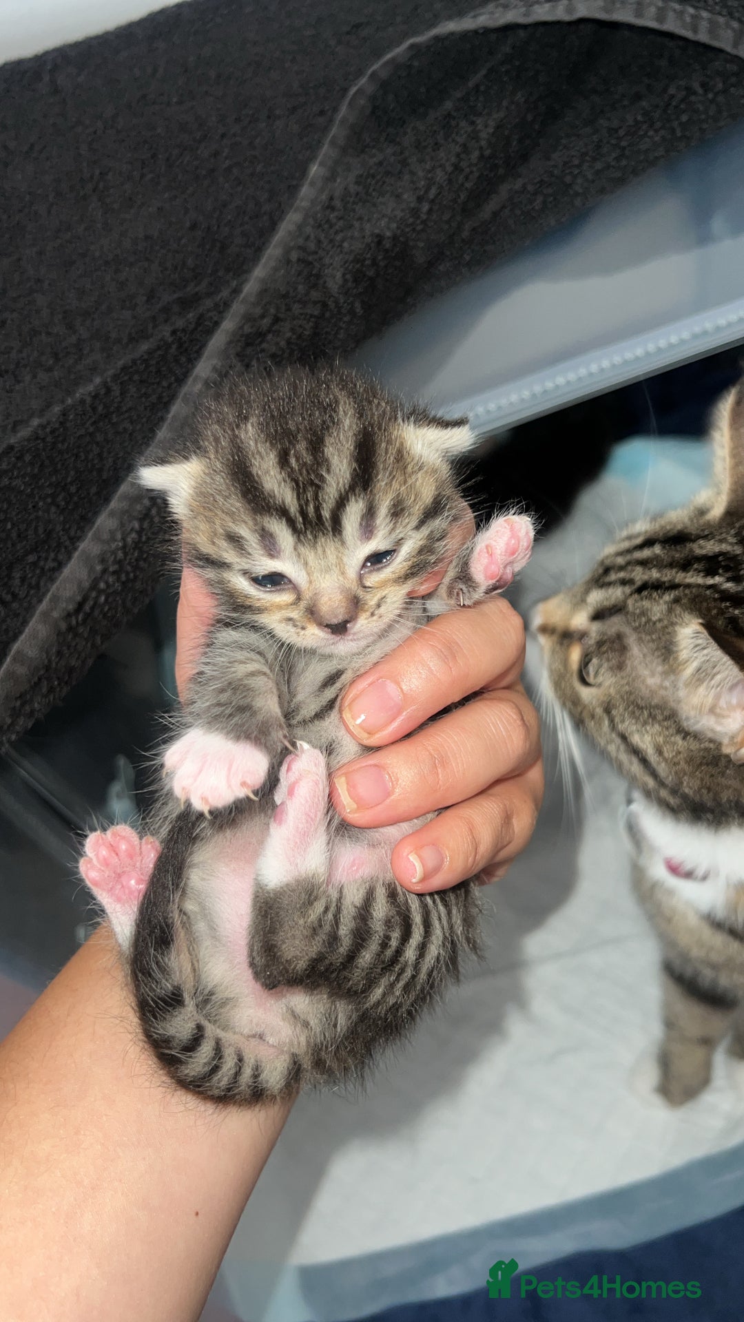 Bengal cats for sale: Bengal/Tabby - Image 1