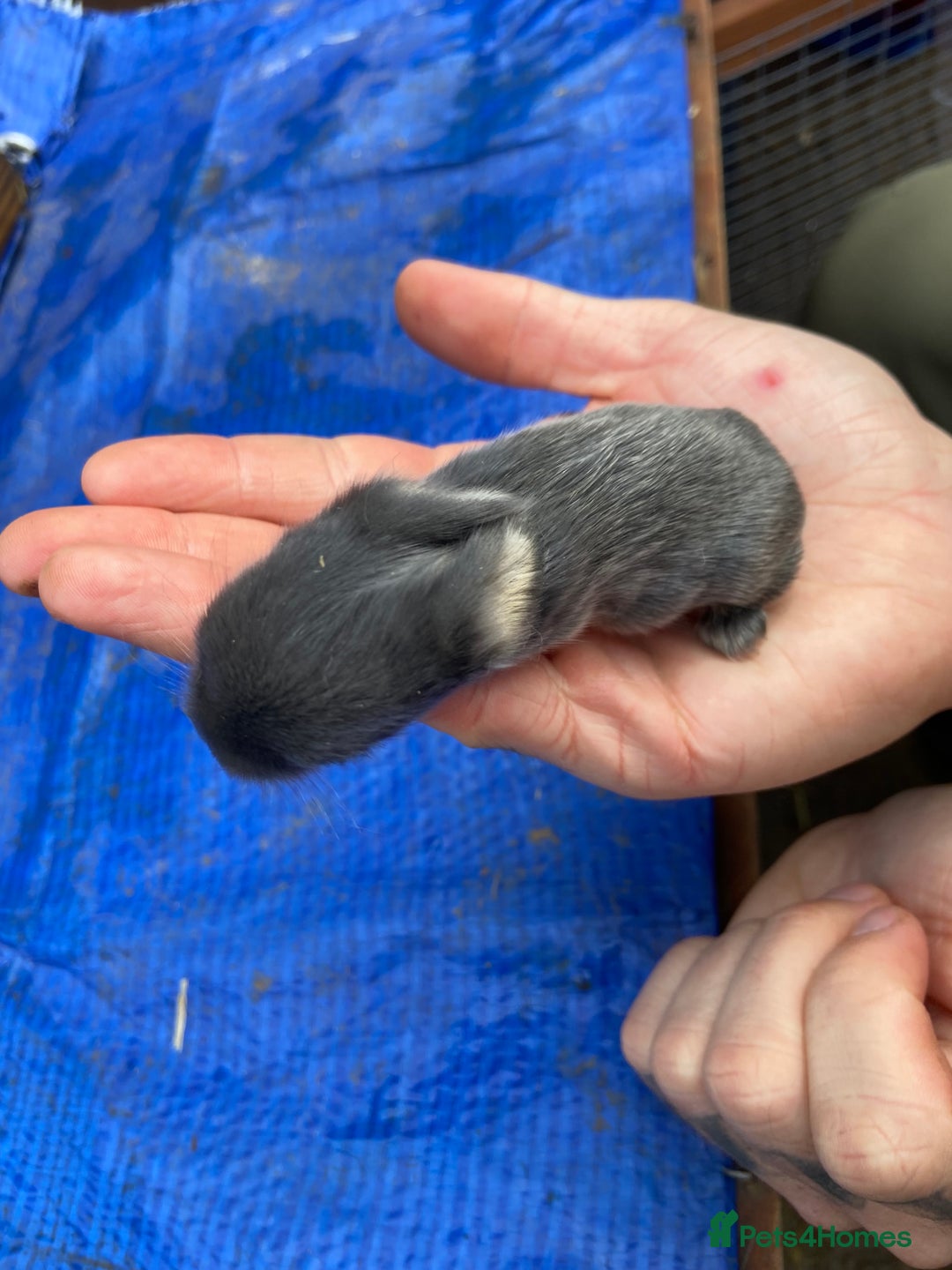 Mini Lop rabbits for sale: 🩵 blue mini lops 🩵 - Advert 6
