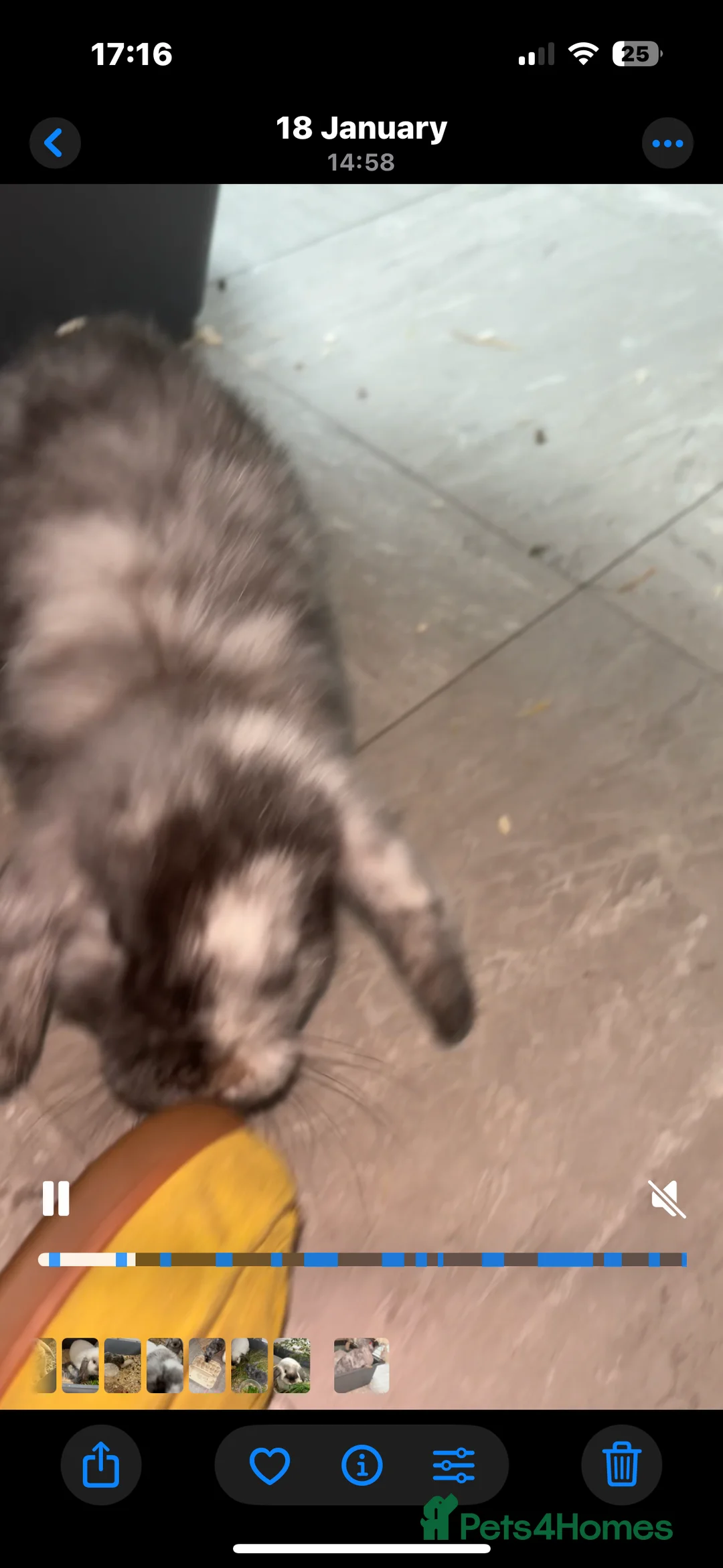 Mini Lop rabbits for sale: Beautiful friendly bunnies  - Advert 2