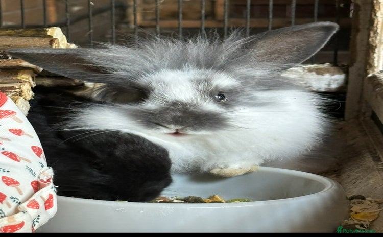 Mini Lion Lop rabbits - Advert 1