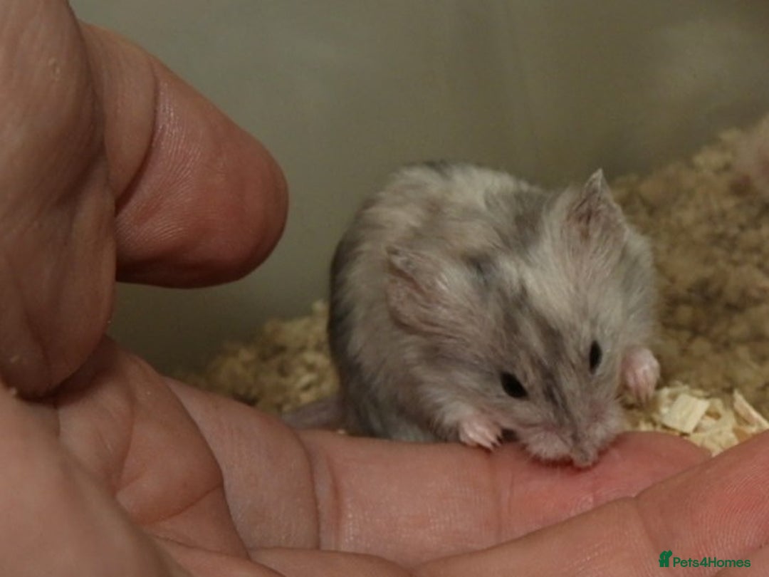 Mouse rodents for sale: Satin, long and short haired varieties  - Image 8