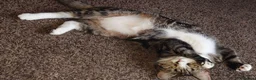 Mixed Breed cats for sale: Beautiful 4 year old cat - Advert 2