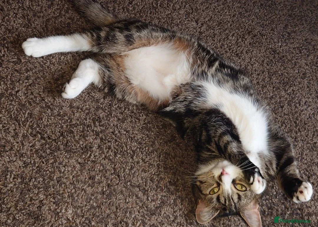 Mixed Breed cats for sale: Beautiful 4 year old cat - Advert 2