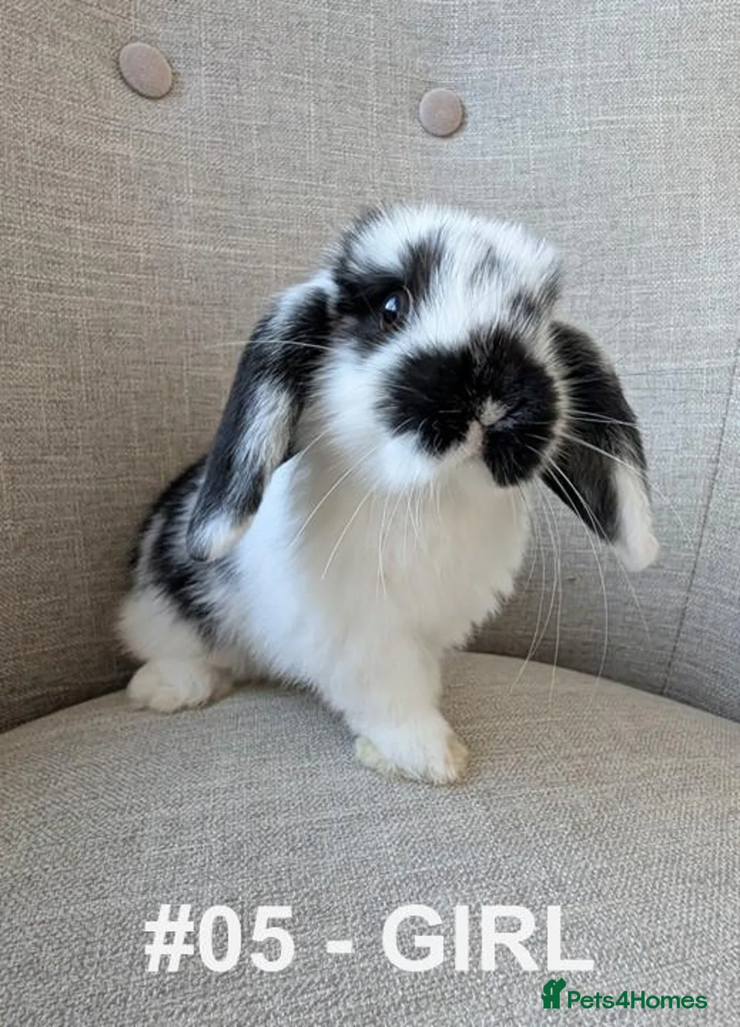 Mini Lop rabbits for sale: Exceptional Mini-Lops. Collect: Mon 7th September - Advert 14