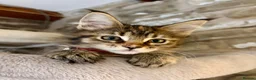Ragcoon cats for sale: Beautiful Ragcoon kittens 🐱  - Advert 6