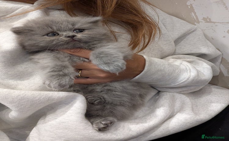 British Shorthair cats for sale - Advert 1